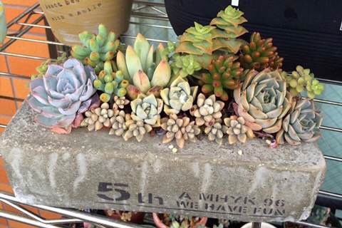 夏越しした寄せ植え