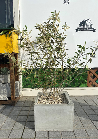 ショップ前のセメント鉢