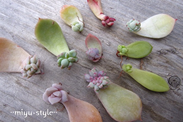 ワークショップ開催